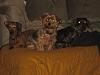Yorkie in the Middle!-fiona-honey-4.5.2010.jpg