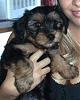 New Puppy Harvey-harvey-001-small.jpg