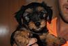 New Puppy Harvey-harvey-003-small.jpg