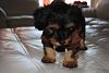 New Puppy Harvey-dsc_0763-small.jpg