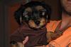 New Puppy Harvey-dsc_0765-small.jpg