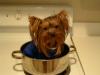 "Soup Pot" Yorkie!-yorkie-soup.jpg