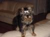 Dumb things I did with and to my Yorkie-dsc00003.jpg