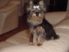 Dumb things I did with and to my Yorkie-dsc00004.jpg