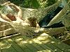 Who said Hammocks are ONLY for humans!?-sooo-cute.jpg