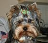 New frog bow from Bowbiz-bailee-frog-bow-yt.jpg