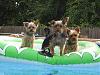 Swimming Monkeys!!!-picture-124.jpg