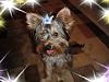 Rizzo in one of his new bows from Bowbiz-dsc01504.jpg