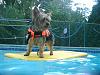 Day at the pool for Dexter & Fletcher-fletch-pool-july-11-2010.jpg