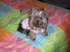 Cali in her new winter coat.-cali3.jpg