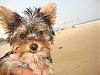 Oliver's first beach trip!-34602_801178644489_7808887_45646787_4925966_n.jpg