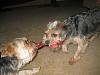 Give me the $%@& bone!!!!-img_1175-large-.jpg