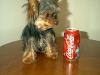 'Nuther one!!!-baby-coke-sit.jpg