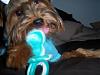 ♥♥ Daffy Chewing KONG TOY ♥♥ PLS share photos of yours ♥♥-34j89hy.jpg