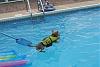 Jackson in pool diving ACTION!-img_9702.jpg