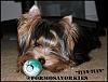 ♥♥ Daffy Chewing KONG TOY ♥♥ PLS share photos of yours ♥♥-stian8mkong1.jpg