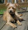 My new rescue Yorkie mix - Finn-jul03.jpg