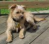 My new rescue Yorkie mix - Finn-jul05.jpg