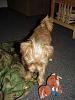My new rescue Yorkie mix - Finn-006l.jpg