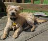 My new rescue Yorkie mix - Finn-jul01.jpg