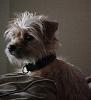 My new rescue Yorkie mix - Finn-fin10.jpg