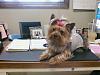 Yorkie @ work-dolce.wk.jpg