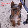 Now This Shows How Yorkies Change-100_0335.jpg