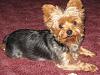 Now This Shows How Yorkies Change-picture-175.jpg