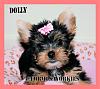 photos of 2 of my pups*Murphy and Dolly*-ss9weekdollybow.jpg