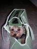 Loki's new carrier-carrier4.jpg