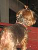 Pretty in a Pony-pony-tail-7.10-004.jpg