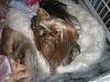 Picture Request- Long hair yorkie-cimg8281.jpg