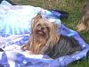 Picture Request- Long hair yorkie-cimg8320.jpg