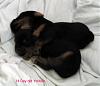 A couple of pup's 14 day's old-2a-14-days.jpg