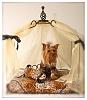 Gracie in her canopy bed-gracie-canopy.jpg