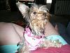 A few new pics of my lil girl Gidget-019_rsz.jpg