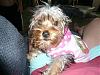 A few new pics of my lil girl Gidget-012_rsz.jpg