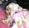 A few new pics of my lil girl Gidget-015_rsz.jpg