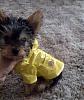 My Baby Boy Riley-raincoat.jpg