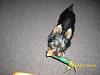 pictures of my male yorkie remy-remy7.jpg