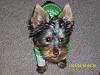 pictures of my male yorkie remy-remy5.jpg