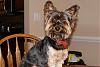 I am Spike and I am new to the site!-dsc00665.jpg