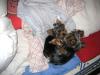 Cuddly Yorkies-img_0571.jpg