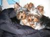 Cuddly Yorkies-img_0578.jpg