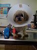 My Morkie - Nikki (Half Yorkie/Half Maltese)-nikki-surgery-2009.jpg