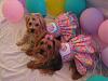 Birthday Balloon Bash Dress-39765_139682956072416_127980630575982_191774_4551772_n.jpg