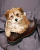 New Here with Yorkie Bichon Mix - Penny-penny-boot.jpg