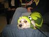 New Here with Yorkie Bichon Mix - Penny-penny-turtle.jpg