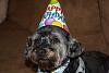 Max & Lily's Birthday Pawty!-max-hat.jpg