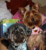 Max & Lily's Birthday Pawty!-2.jpg